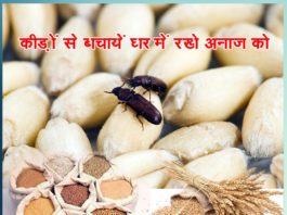 save cereals from insects - sachi shiksha
